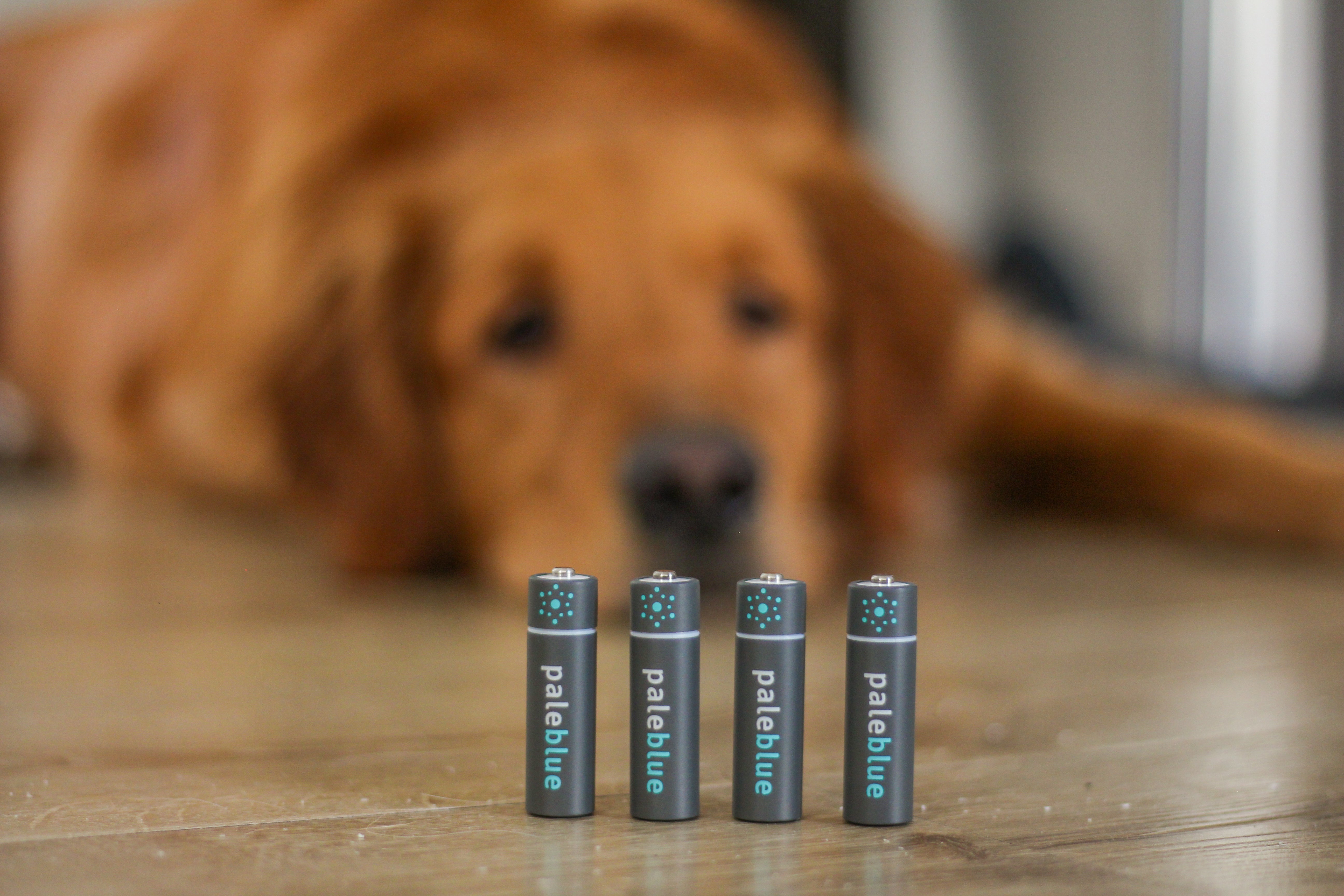 dog with batteries