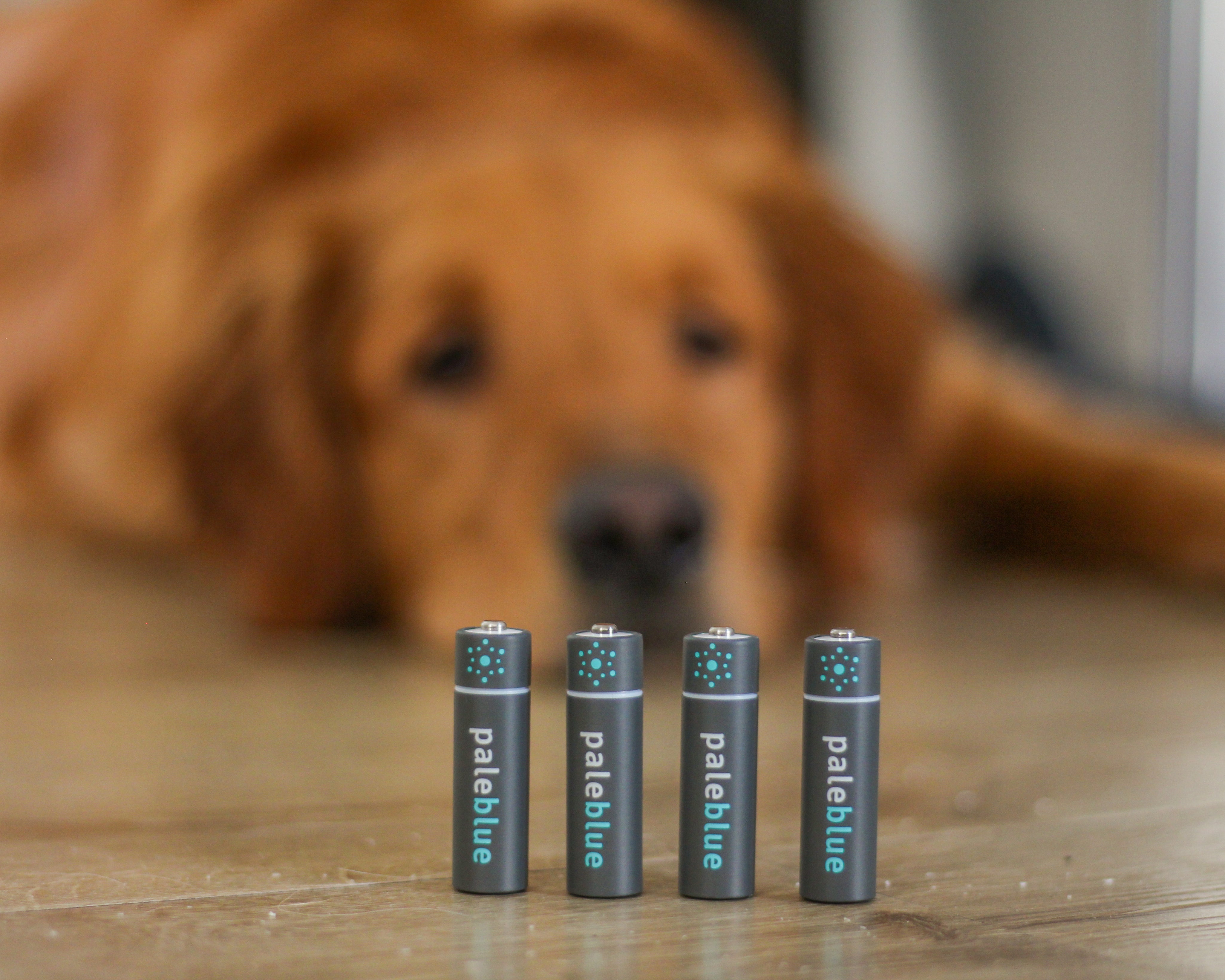 dog with batteries