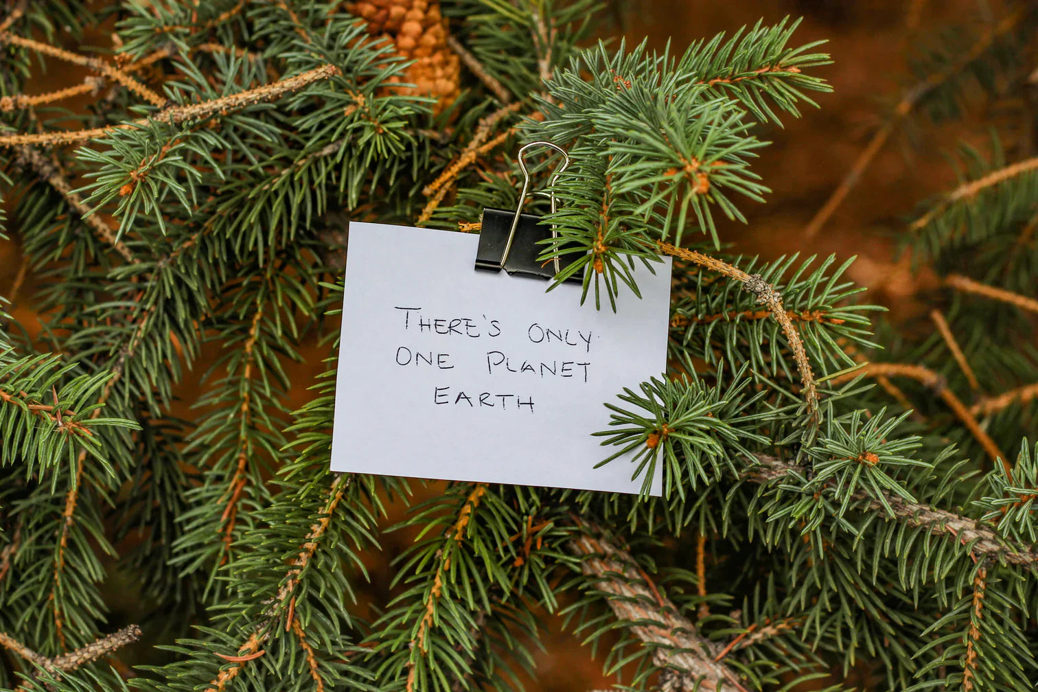 Pine tree with a note